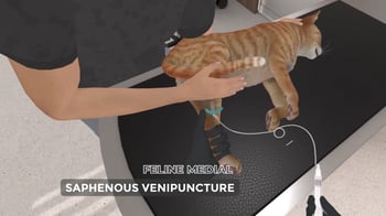 Vet Tecg Simulation Training Program - Cat