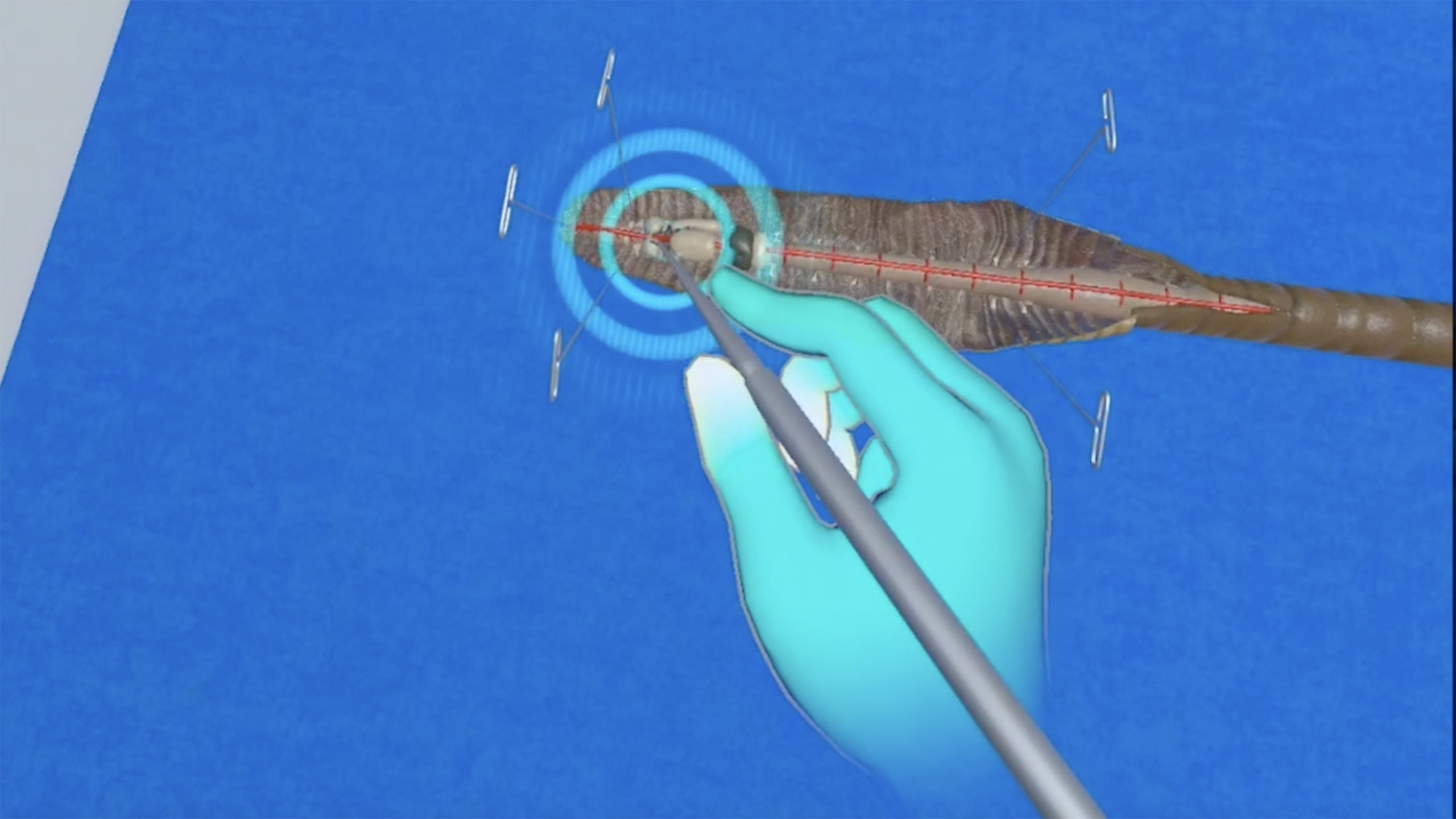 vr_dissection_lab_4-1